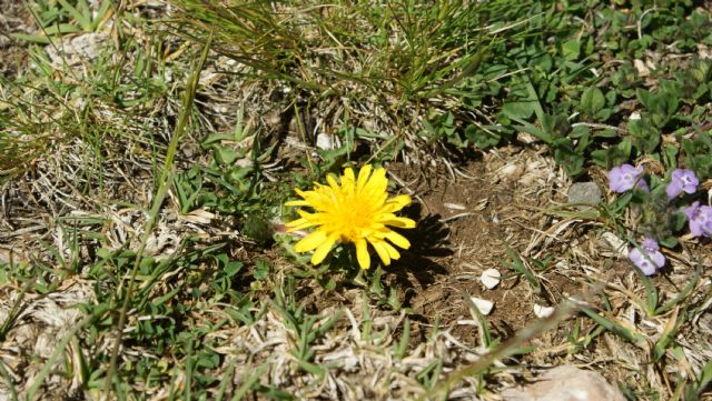 Taraxacum glaciale ?